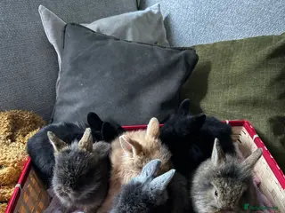 Lionhead rabbits Baby lion head - Advert 9