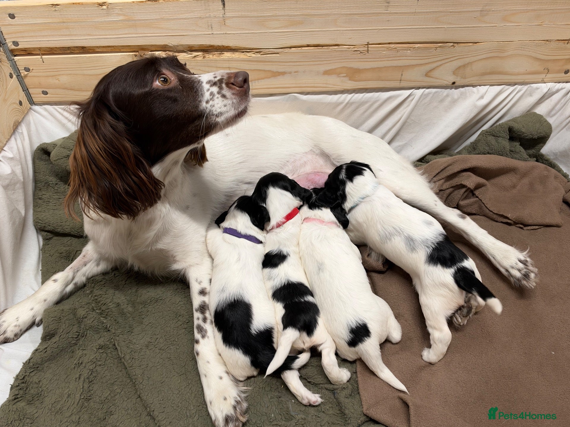 English Springer Spaniel dogs 3 female Springer spaniel puppies  - Advert 1