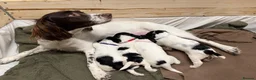English Springer Spaniel dogs for sale: 3 female Springer spaniel puppies  - Advert 1