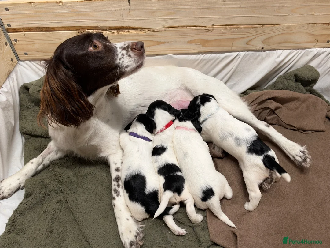 English Springer Spaniel dogs for sale: 3 female Springer spaniel puppies  - Advert 1