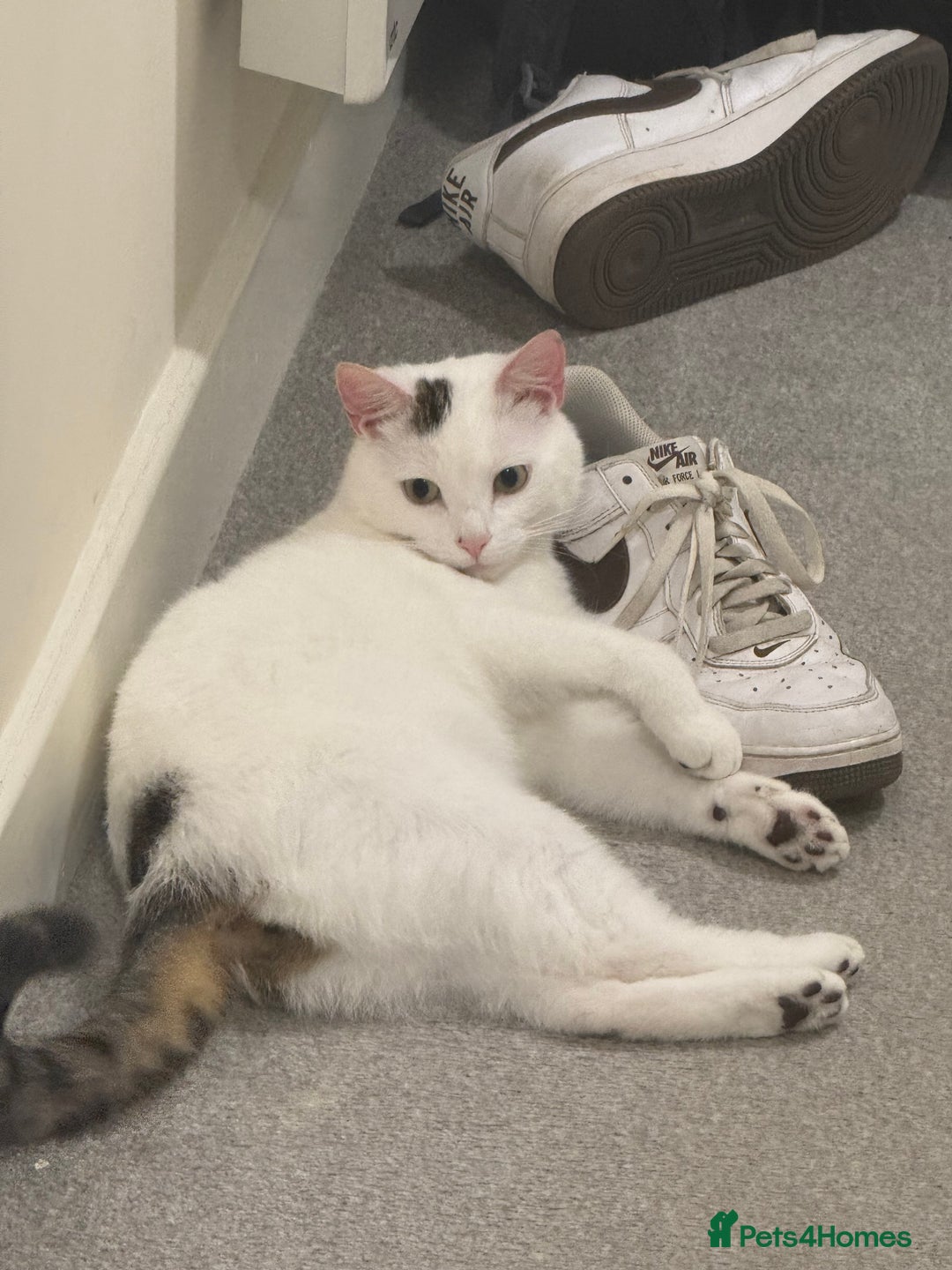 Mixed Breed cats for sale: Cats  - Advert 3