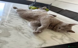 British Shorthair cats for sale: Two stunning boys looking for a loving home! - Image 5