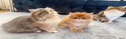 Persian cats for sale: 3 perisan kittens available - Advert 3