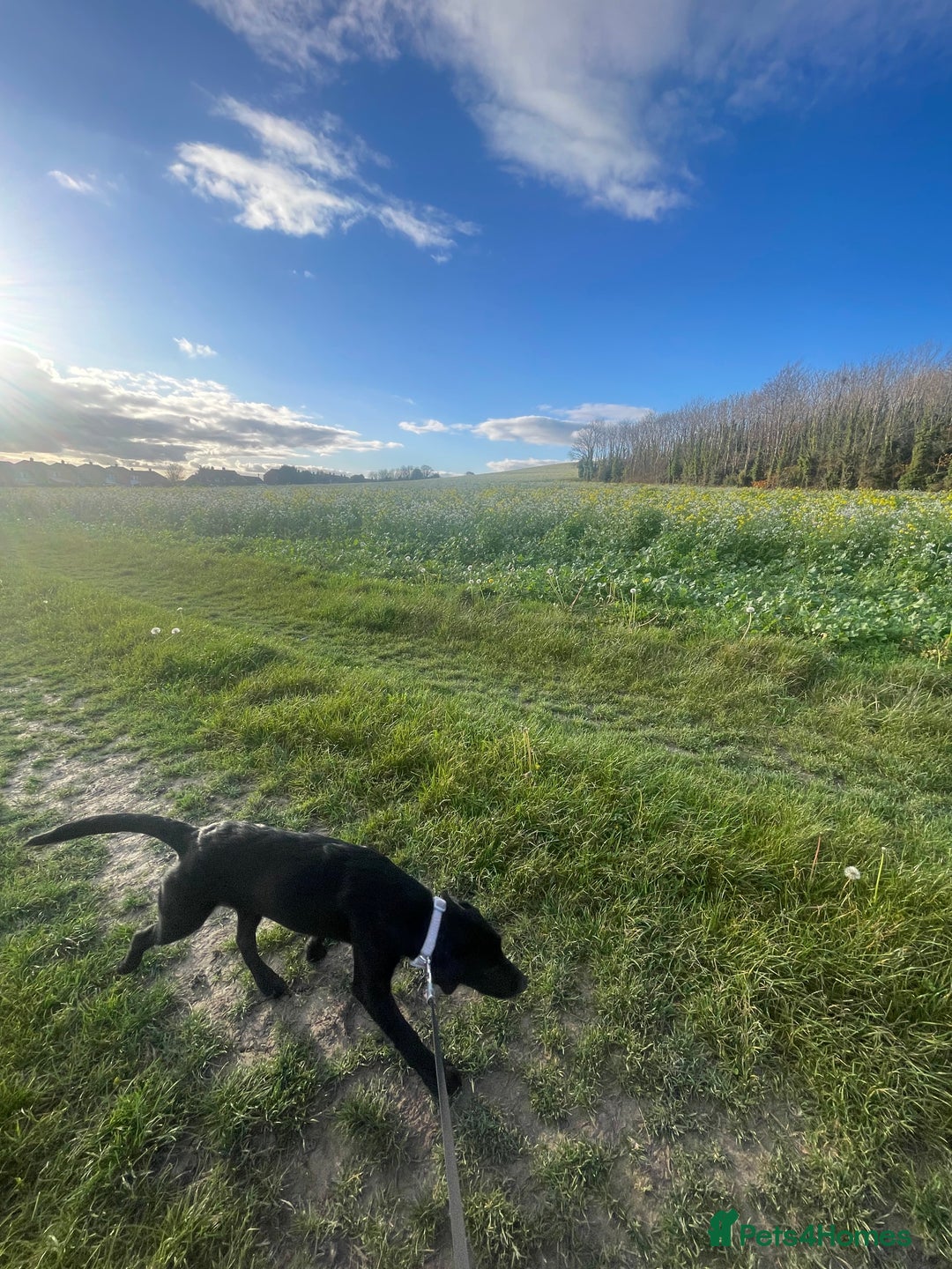 Labrador Retriever dogs for sale: Joey  - Advert 5