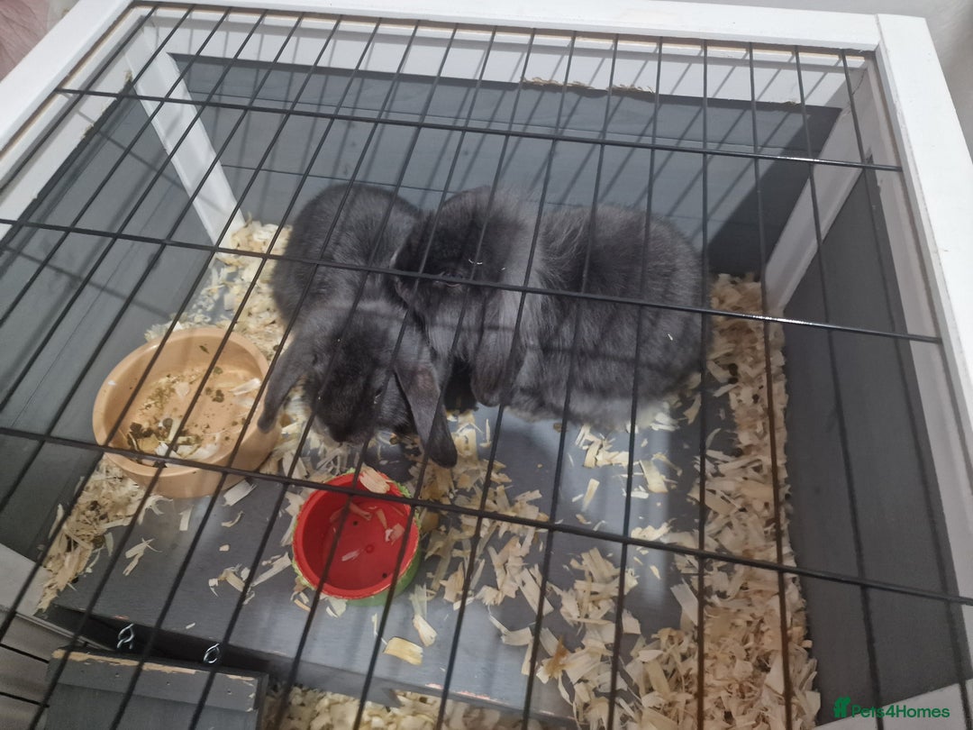 Mixed Breed rabbits for sale: 2 boy rabbits.  - Image 1