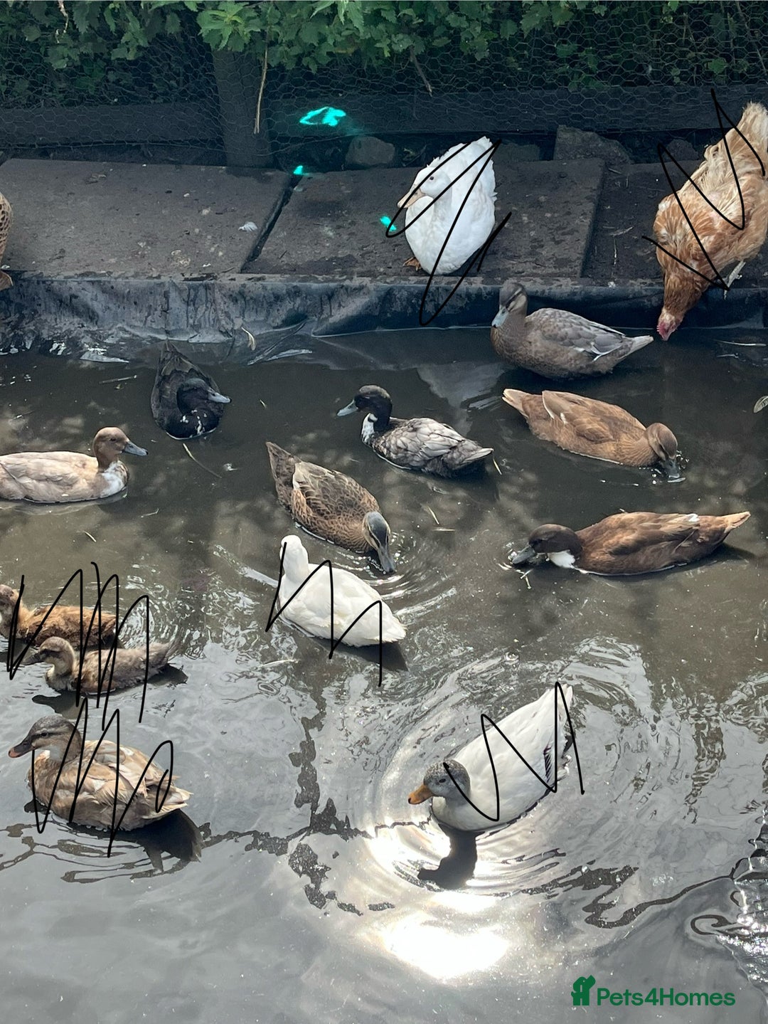 Ducks poultry for sale: Young call duck crosses - Image 5