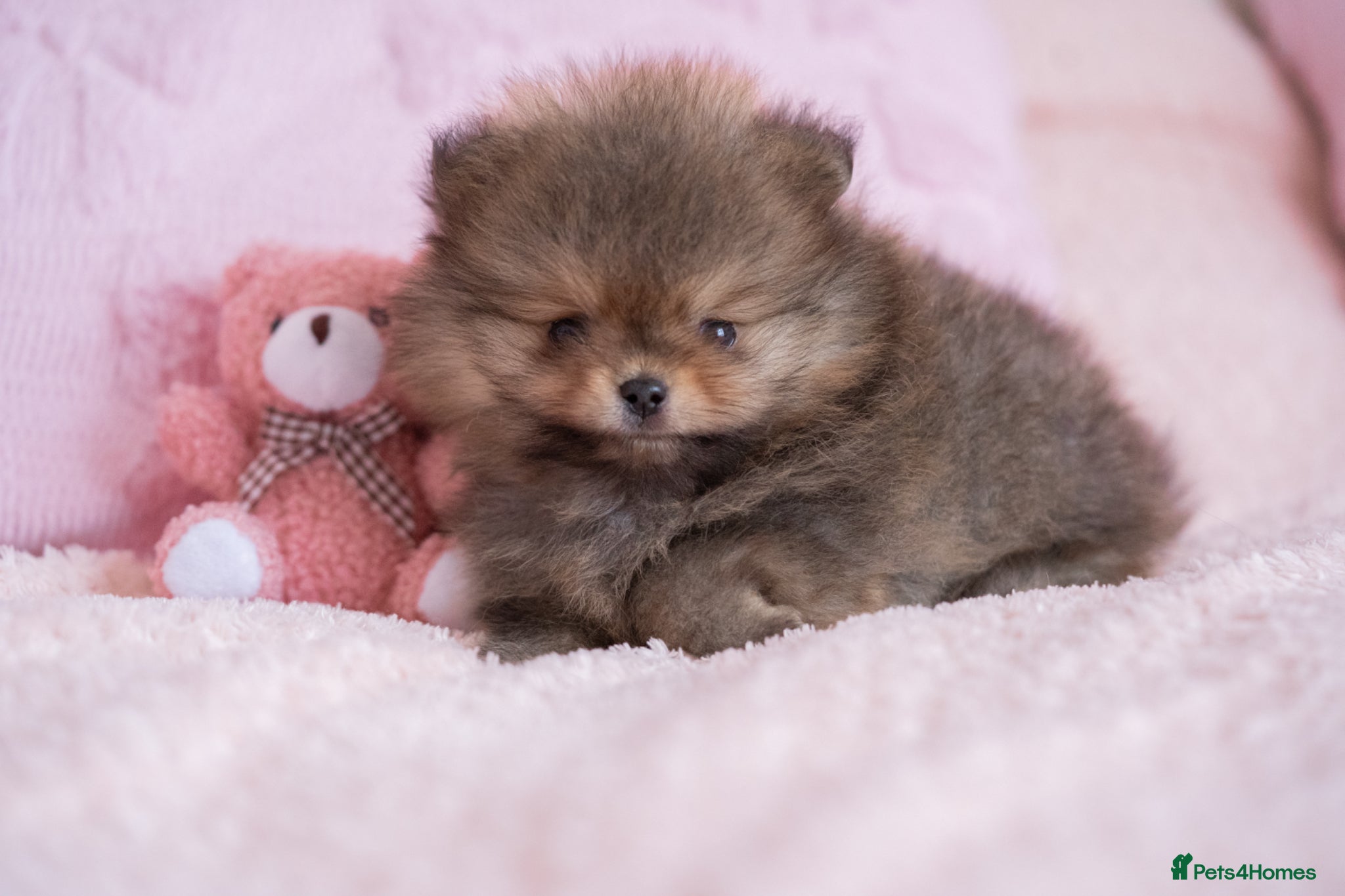 Pomeranian dogs KC registered Pomeranian Puppy - Advert 16