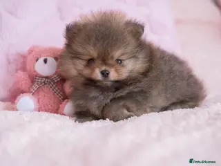 Pomeranian dogs KC registered Pomeranian Puppy - Advert 16