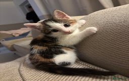 Domestic Shorthair cats for sale: Kittens for sale - Image 3