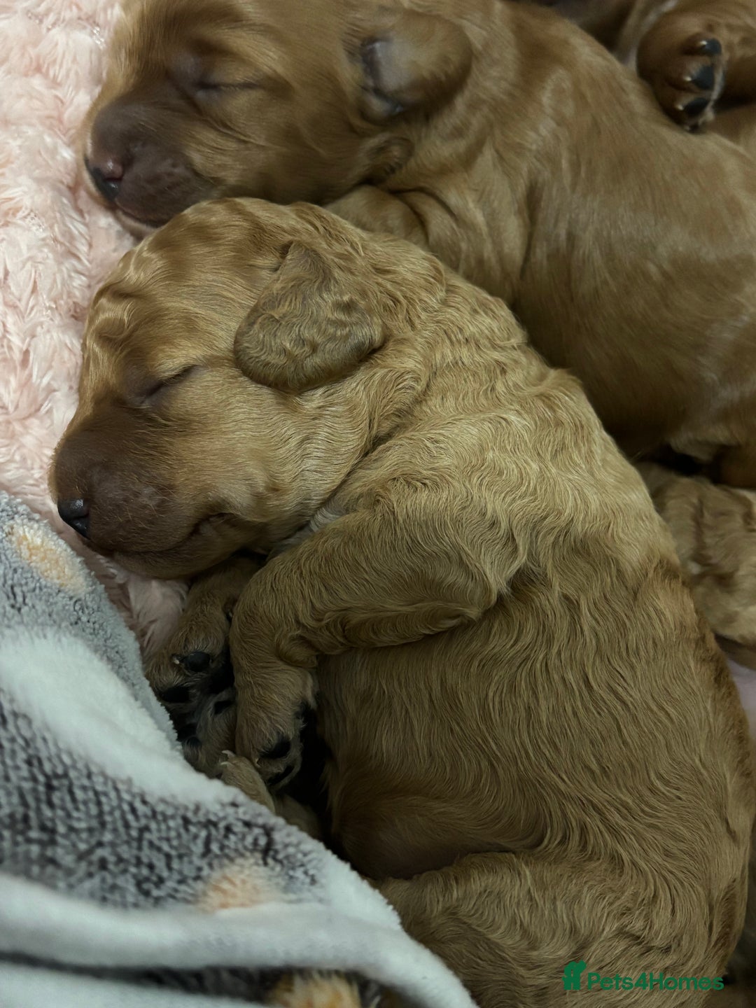 Cockapoo dogs for sale: Red cockapoo pups 😍 3 weeks old almost  - Advert 19