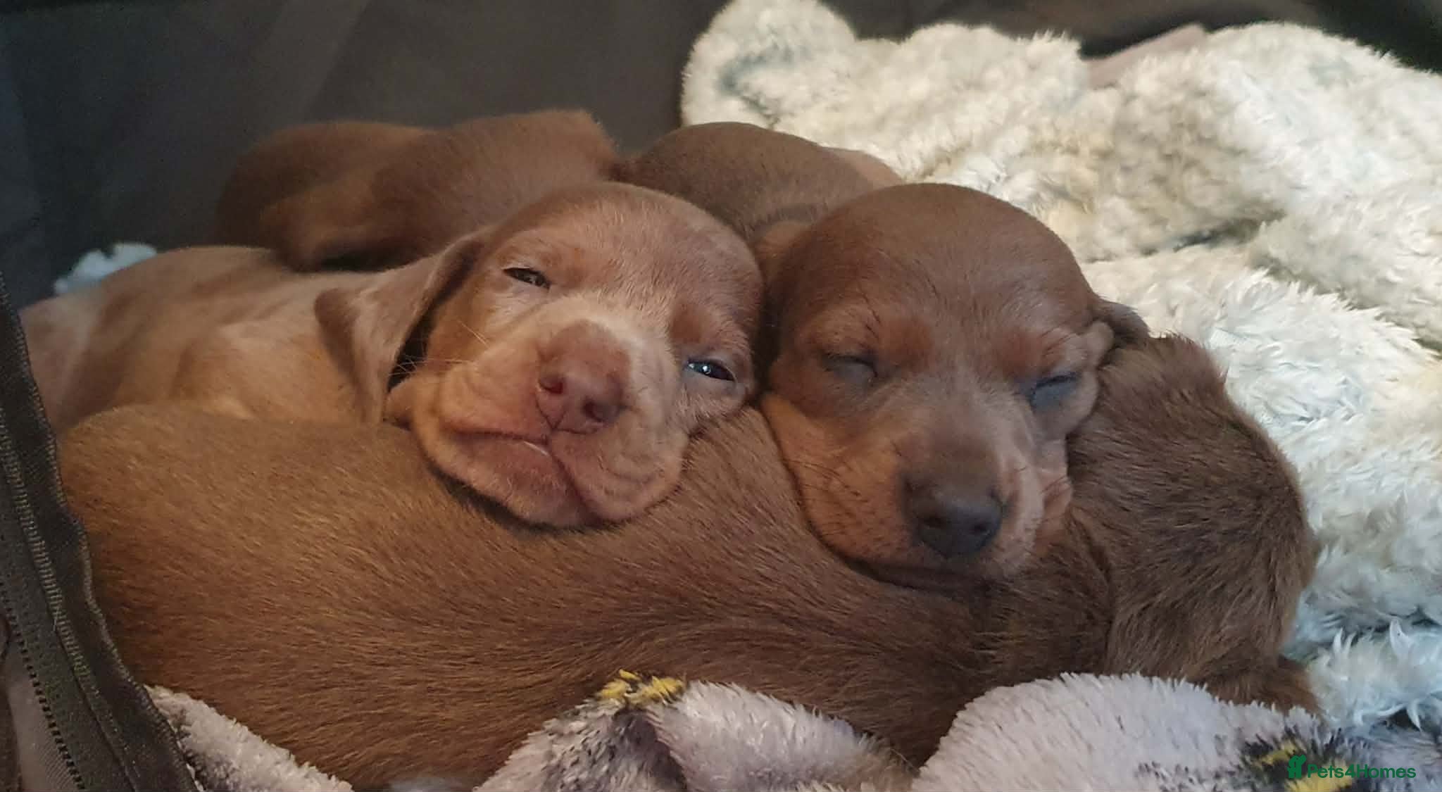 Miniature Dachshund dogs Beautiful Dachshund Puppies - Advert 18
