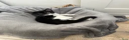 Mixed Breed cats for sale: Beautiful kitten for sale  - Advert 4