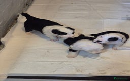 Mixed Breed dogs for sale: Old English Sheepdog puppies  OES X Golden Oldie - Image 13