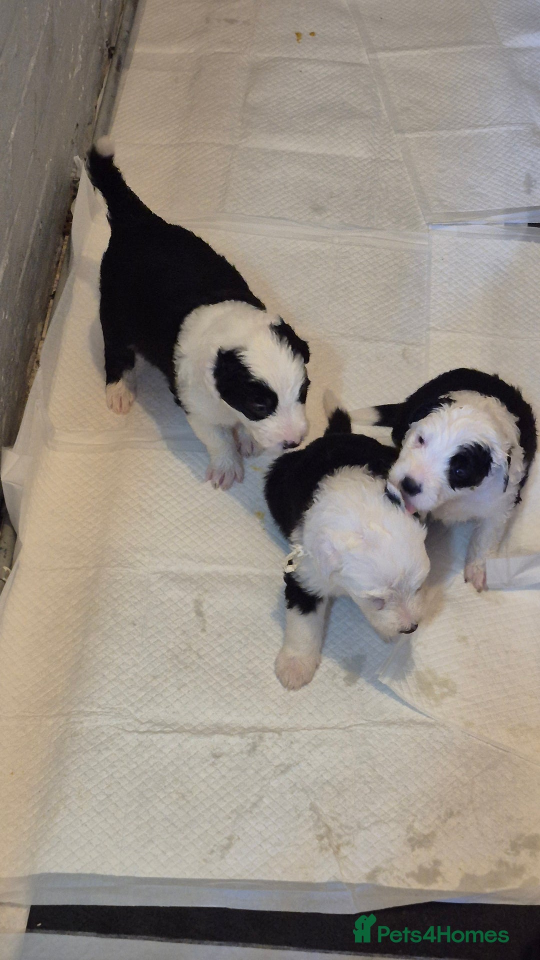 Mixed Breed dogs for sale: Old English Sheepdog puppies  OES X Golden Oldie - Image 13