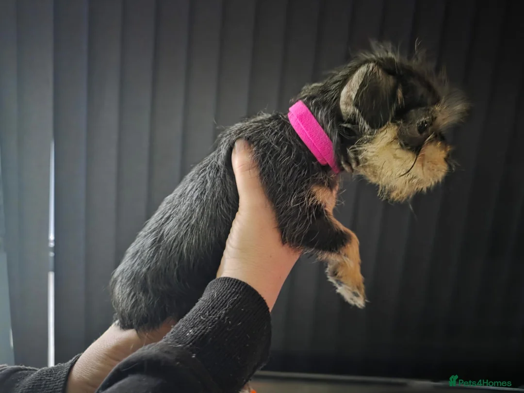 Mixed Breed dogs for sale: Puppy for sale in Nottingham - Advert 2
