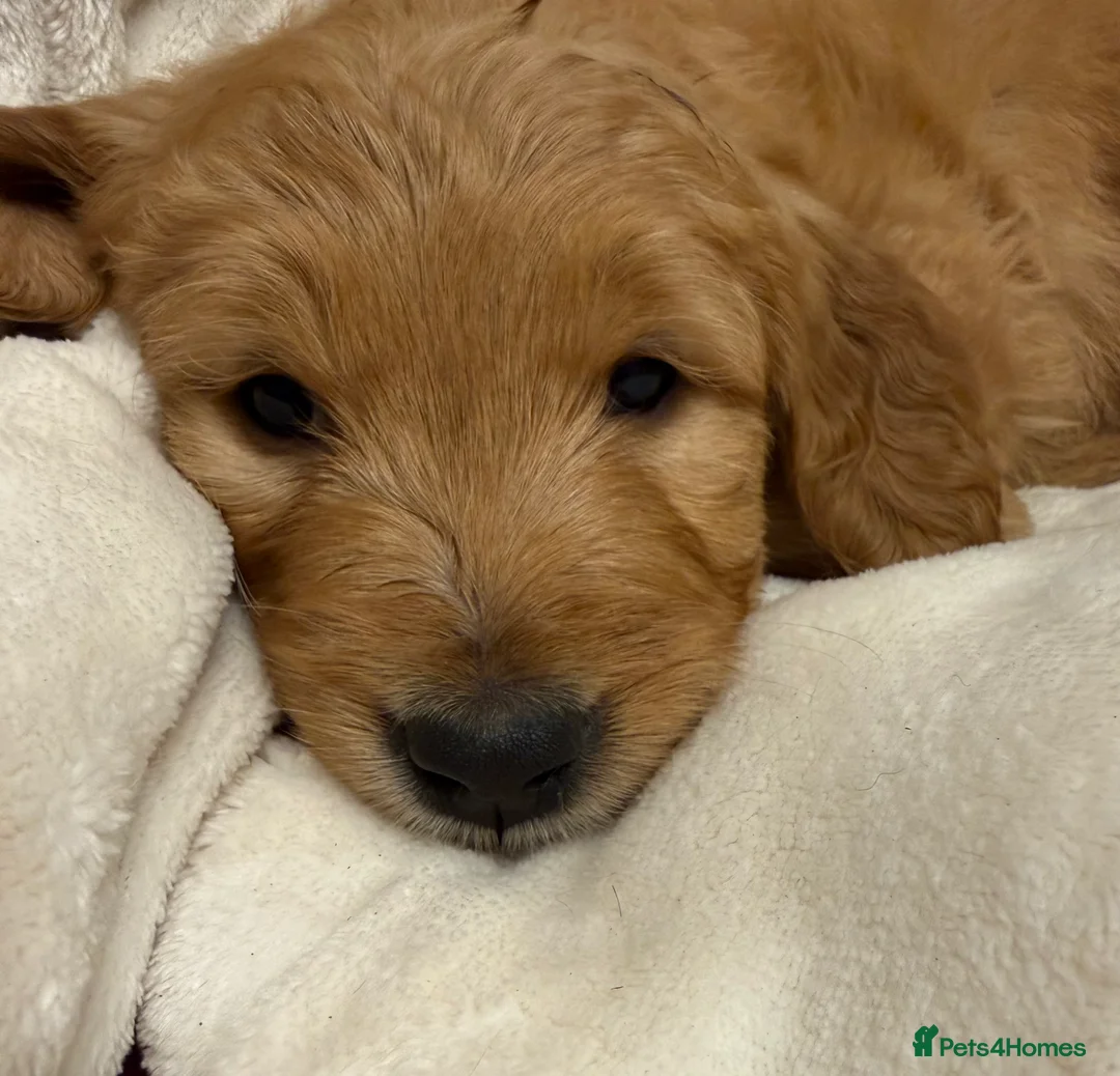 Goldendoodle dogs for sale: Goldendoodle standard puppies  - Advert 4