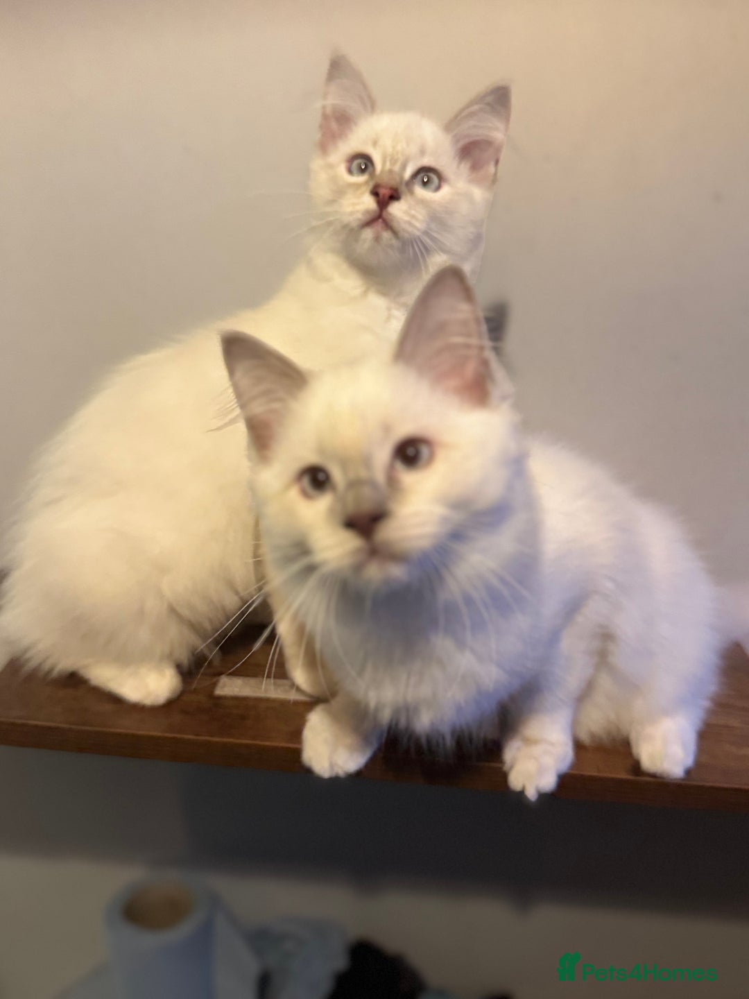 Ragdoll cats for sale: Lilac and blue ragdoll kittens  - Image 2