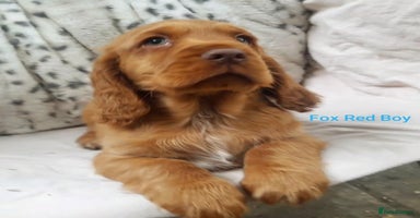 Sprocker dogs in Doncaster - Advert 3