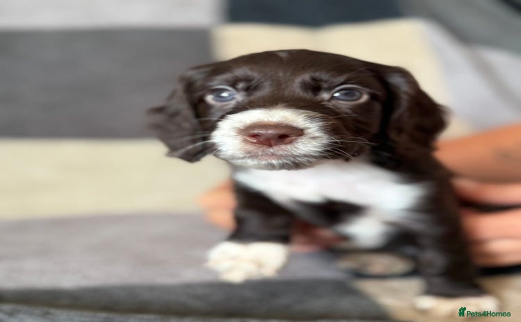 Cocker Spaniel dogs - Advert 14