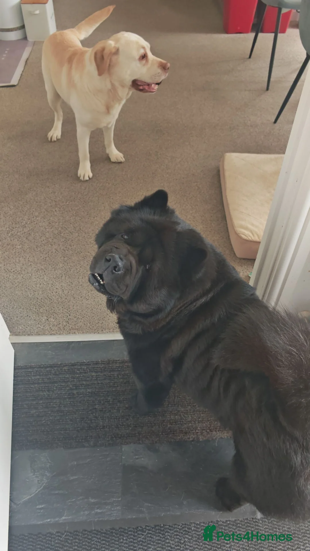 Chow Chow dogs for stud: Dollar – Smooth Coat Chow Chow Available for Stud in Burton-on-Trent - Advert 2