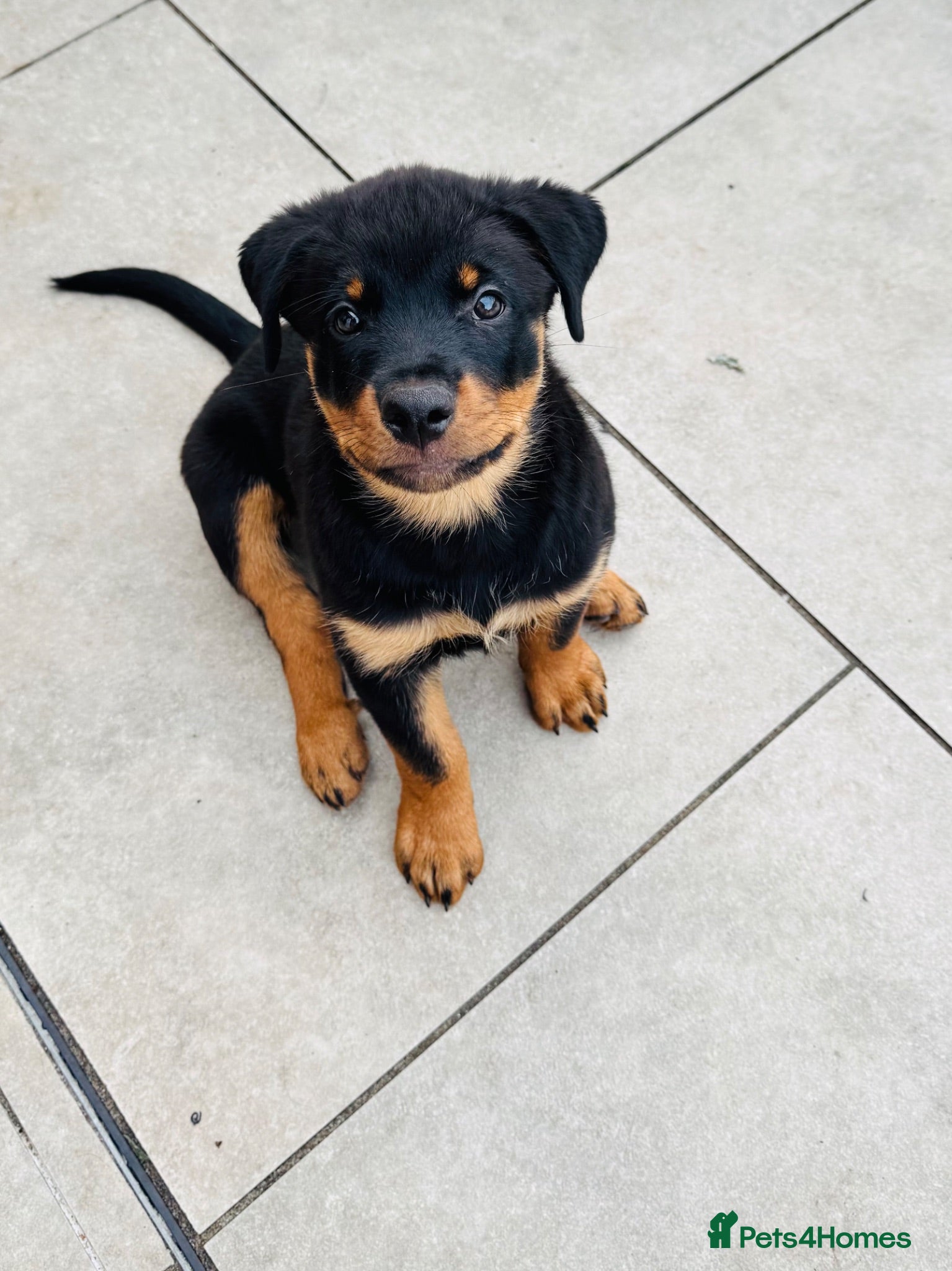 Rottweiler dogs Pedigree Rottweiler puppies for sale - Advert 15