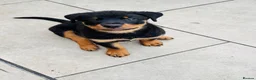 Rottweiler dogs for sale: Pedigree Rottweiler puppies for sale - Advert 1