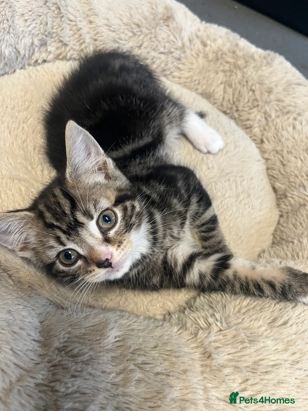 Mixed Breed cats for sale: Stunning 7 week old Mixed Breed Male Tabby Kittens - Advert 1