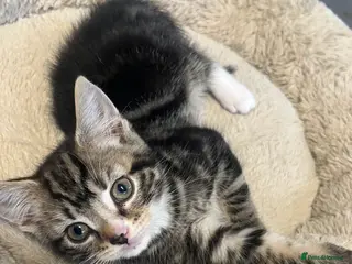 Mixed Breed cats Stunning 7 week old Mixed Breed Male Tabby Kittens - Advert 3