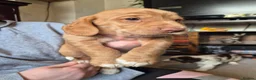 Cockerdor dogs for sale: F1b cockerdors - Advert 27