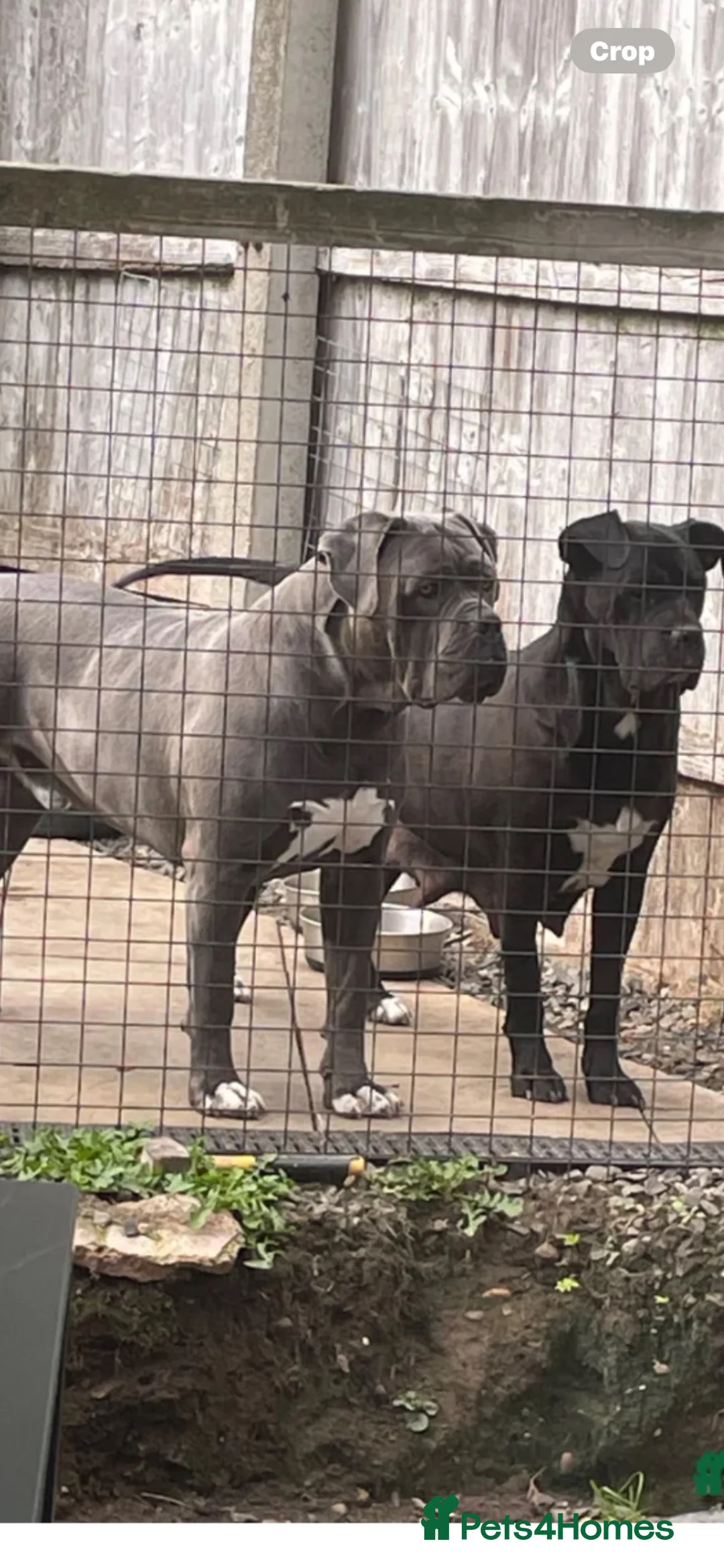 Cane Corso dogs for sale: Cane corso puppy (female)  - Advert 2