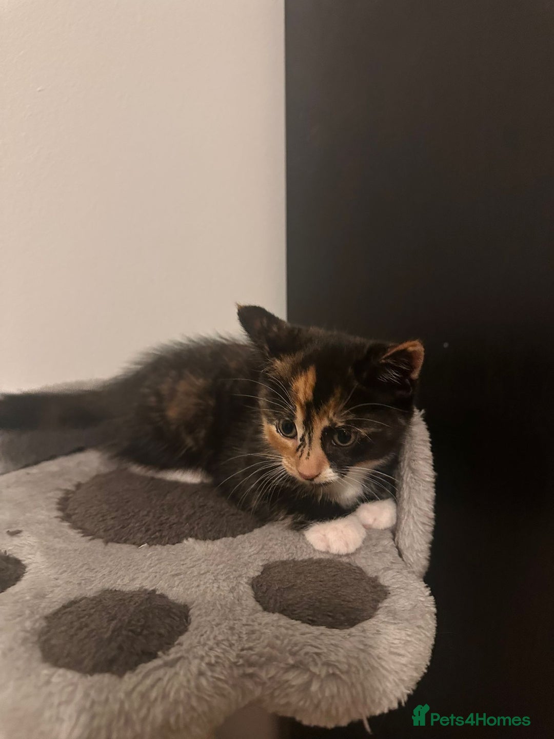 British Shorthair cats for sale: 3 adorable kittens available - Advert 7