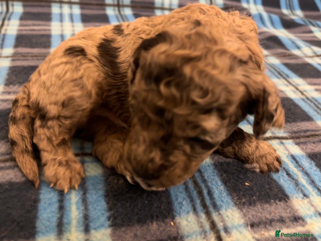 Cockapoo dogs for sale: F2 Cockapoo Puppies - Advert 7