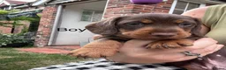 Miniature Dachshund dogs for sale: Beautiful babies  - Advert 5