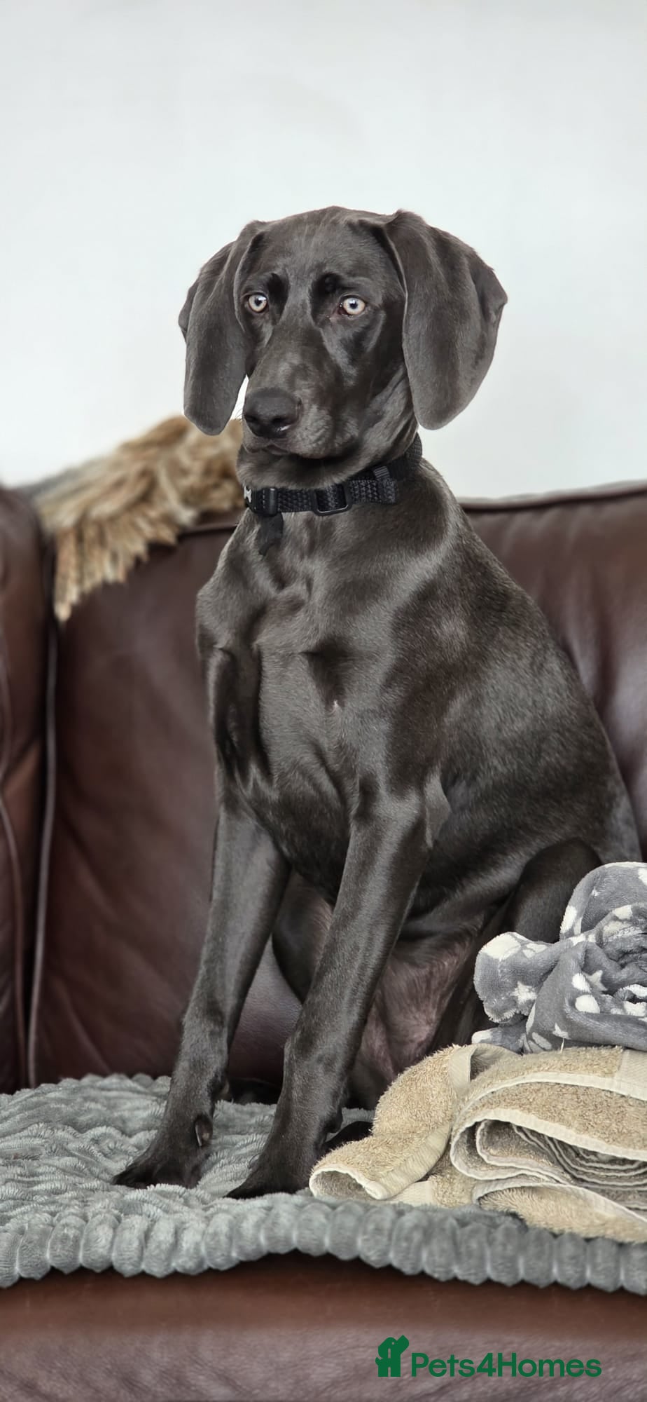 Weimaraner dogs Lovely adorable Lily  - Advert 1