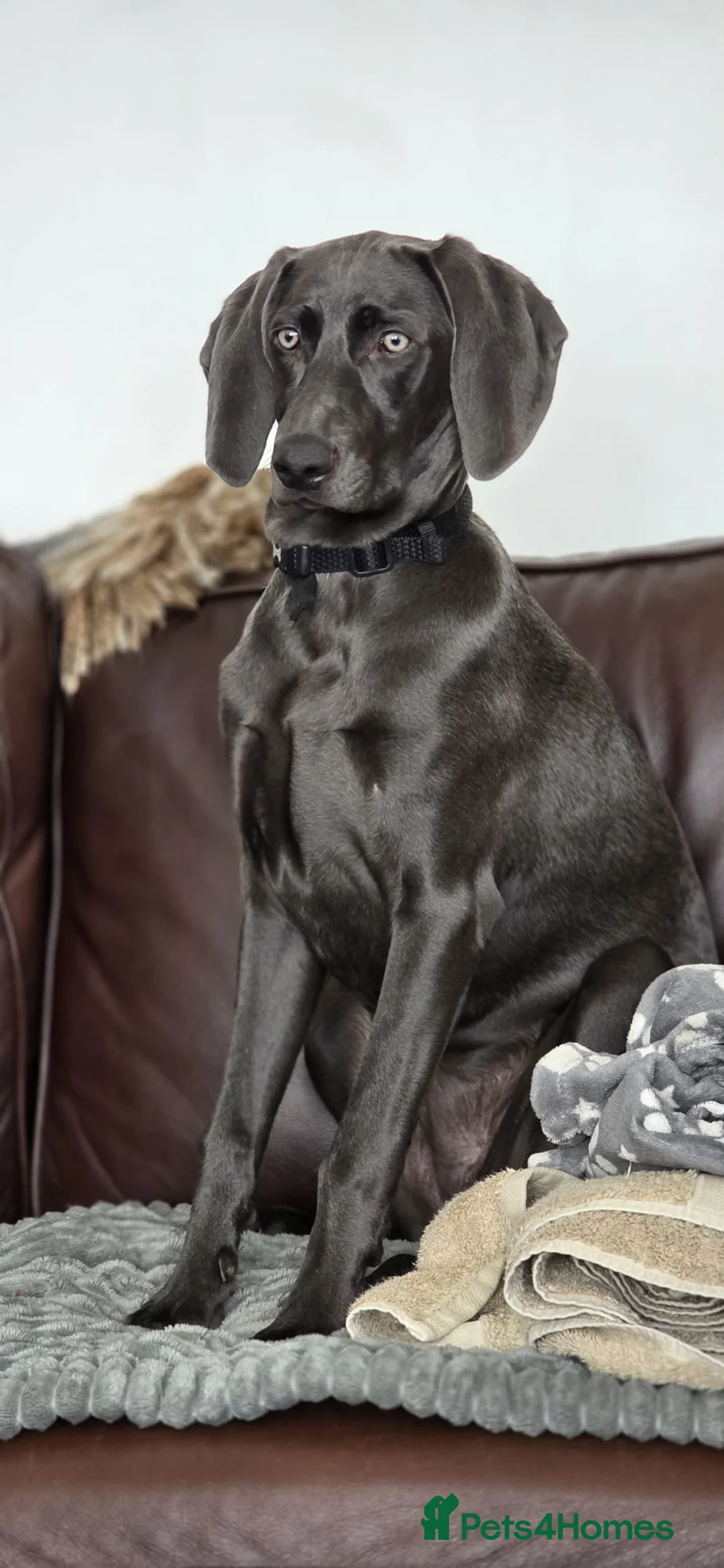 Weimaraner dogs for sale: Lovely adorable Lily  - Advert 1