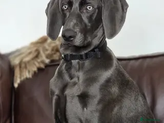 Weimaraner dogs Lovely adorable Lily - Advert 1