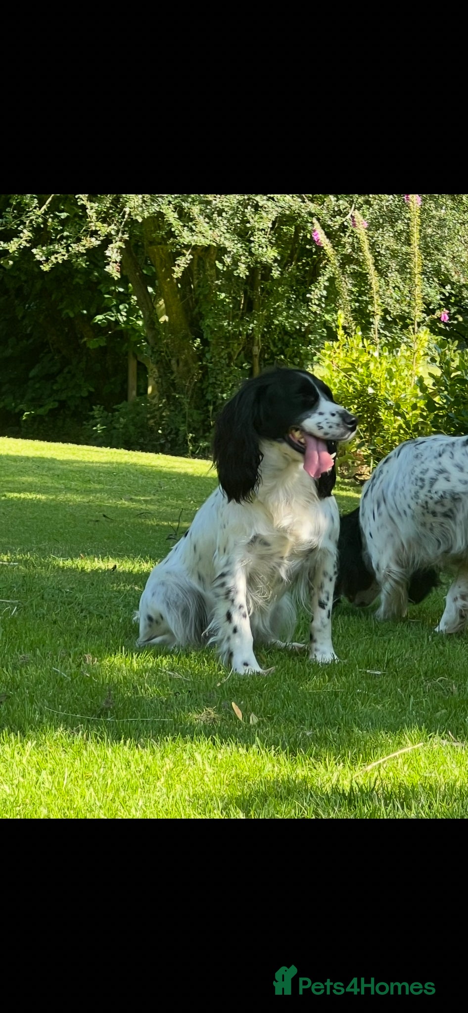 Cocker Spaniel dogs Stunning KC Working Cockers FTCH bloodlines - Advert 1