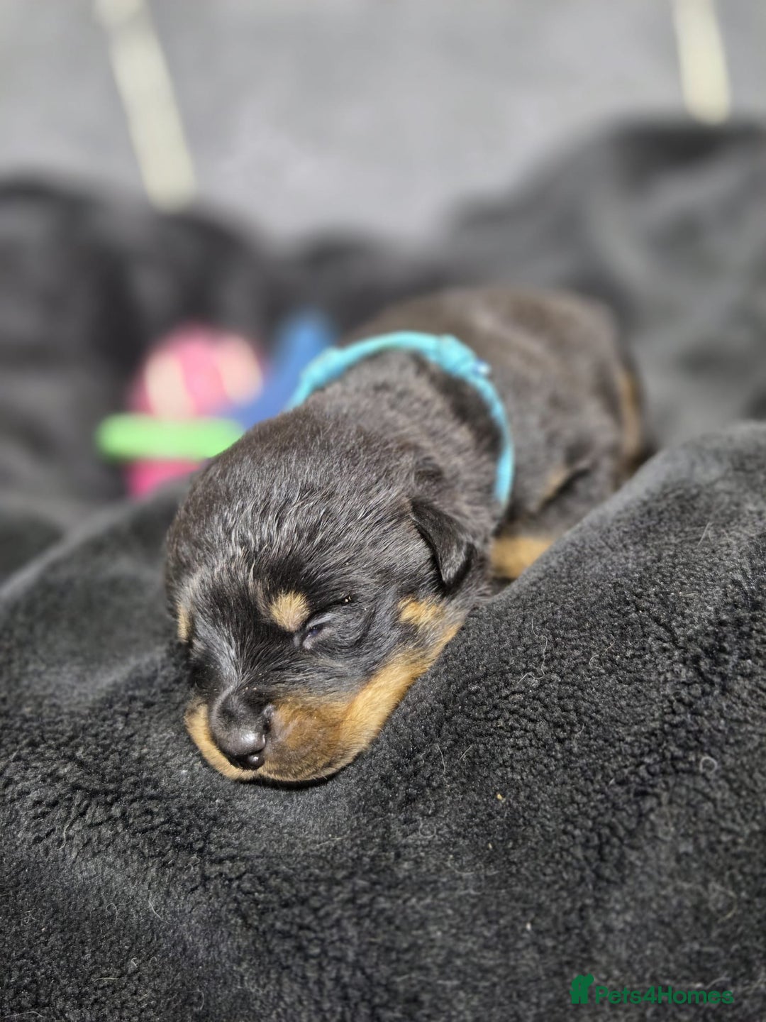 Rottweiler dogs for sale: Stunning Rottweiler pups - Advert 5