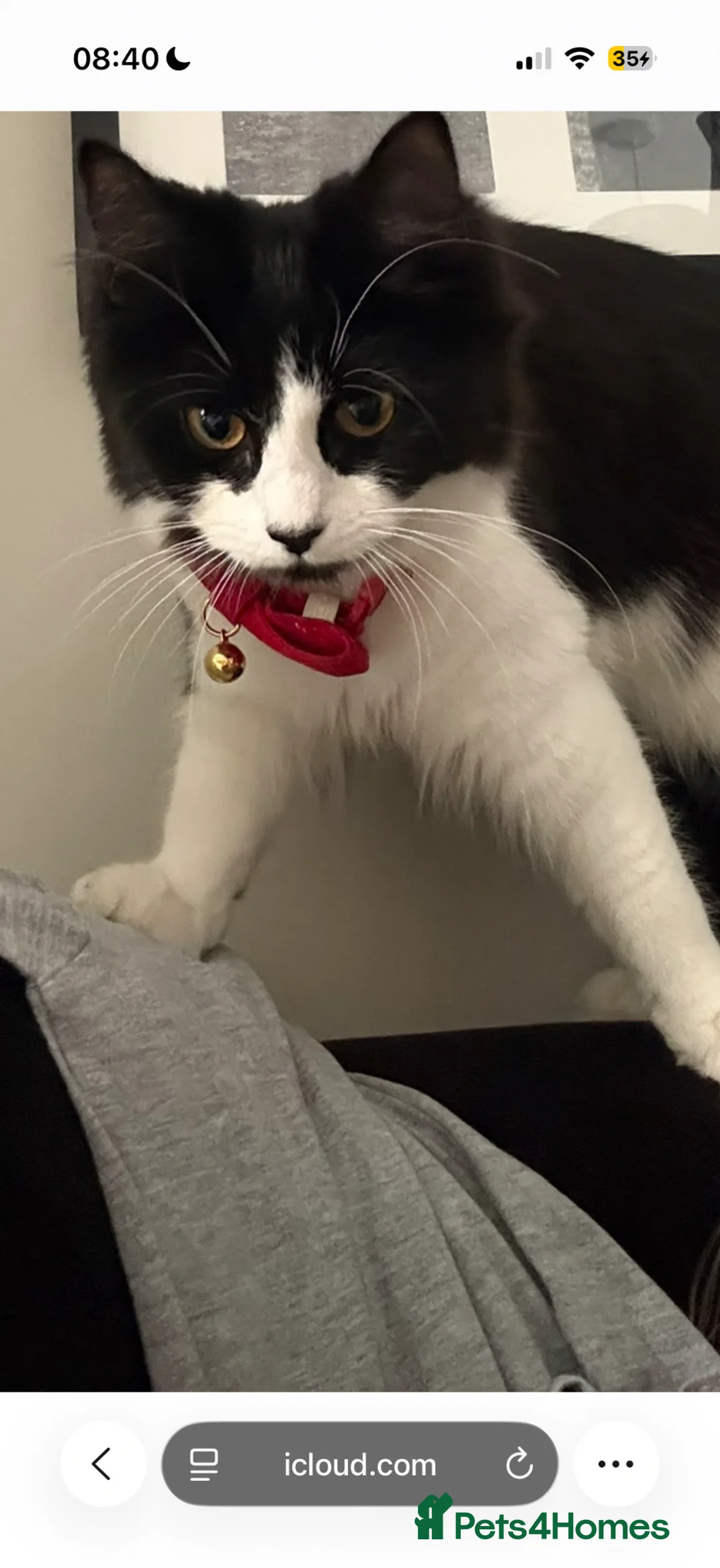 British Longhair cats for sale: 11 month old kitten & 5 month old kitten  - Advert 23