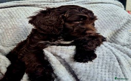 Sproodle dogs for sale: Sproodle puppies *ready on Wednesday* - Image 5