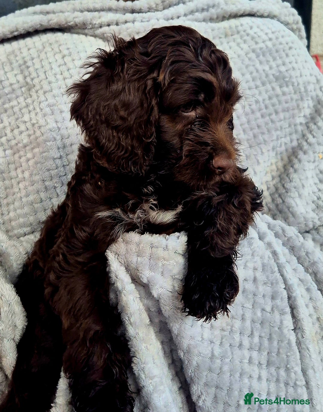 Sproodle dogs for sale: Sproodle puppies *ready on Wednesday* - Image 5