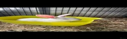 New Zealand rabbits for sale: Breeding pair of New Zealand whites - Advert 2