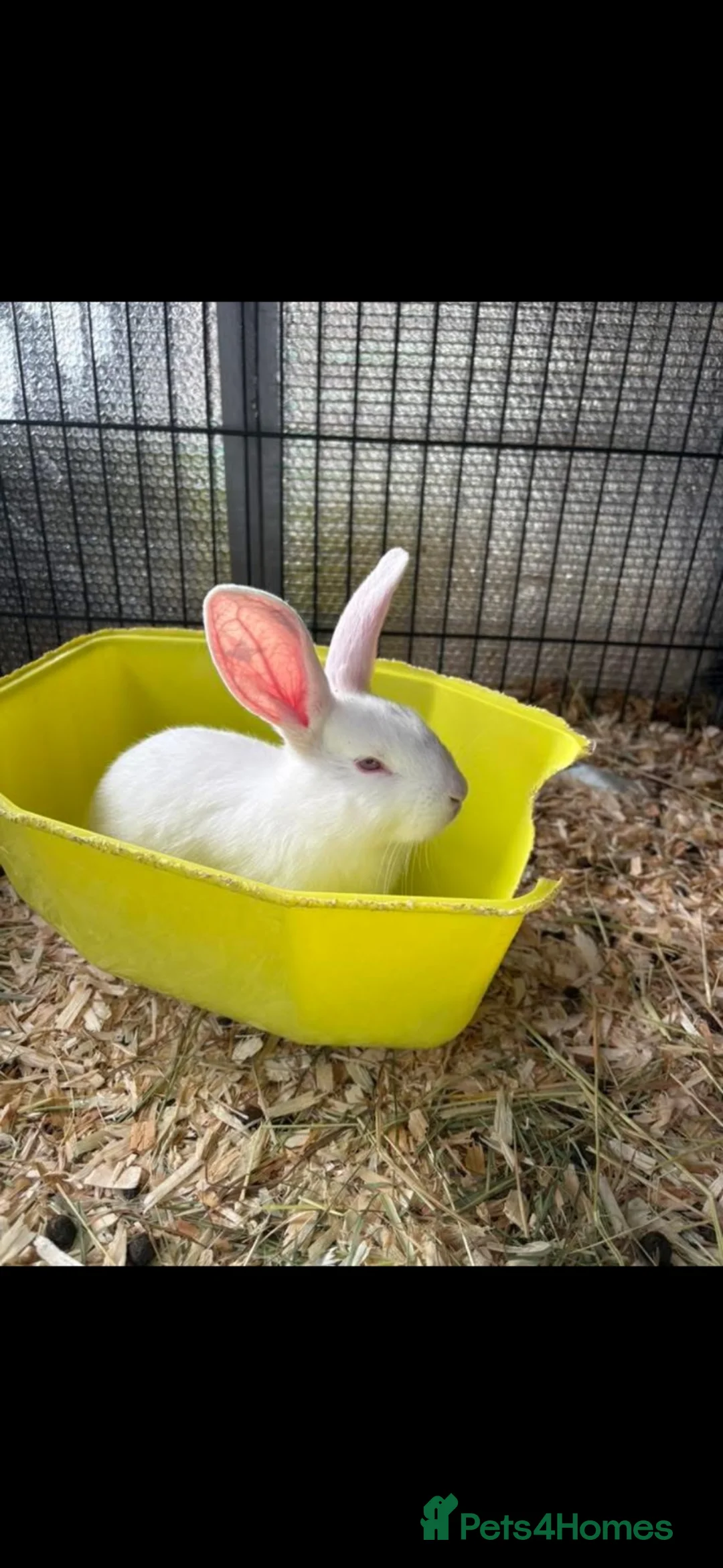 New Zealand rabbits for sale: Breeding pair of New Zealand whites - Advert 2