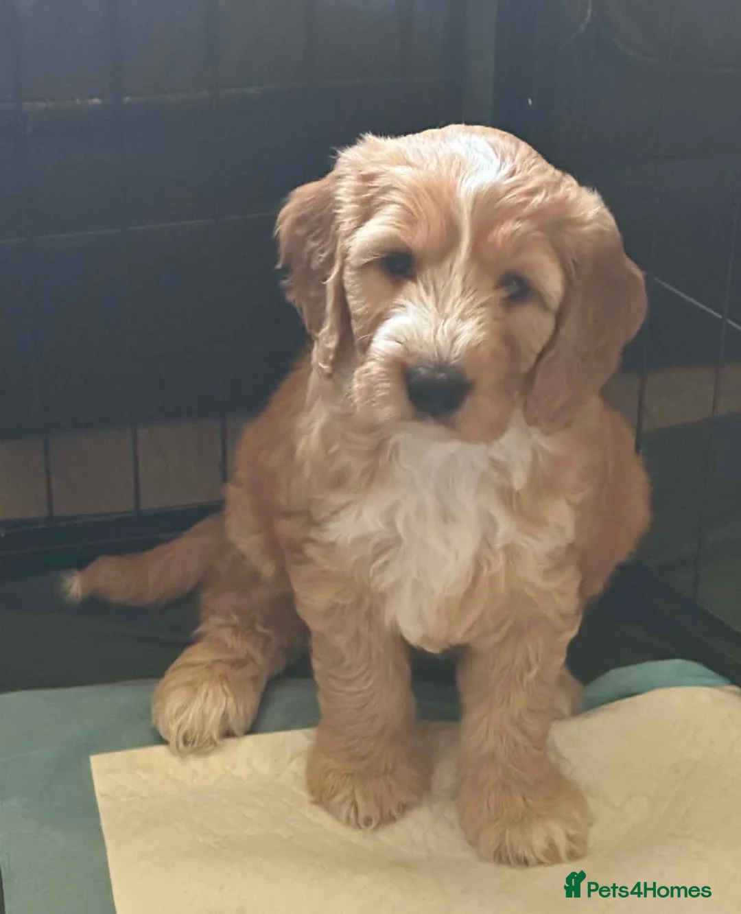 Australian Labradoodle dogs for sale: Australian Labradoodle-Medium-sized  - Advert 2