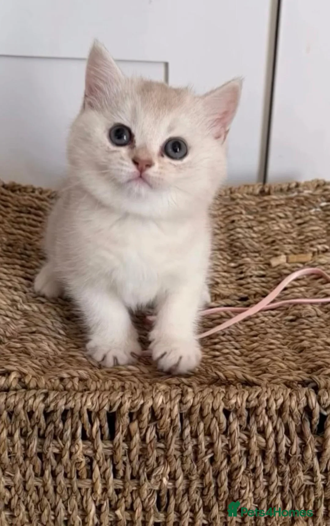 British Shorthair cats for sale: Beautiful Silver Shaded British Shorthair Girl  in Great Missenden - Advert 5