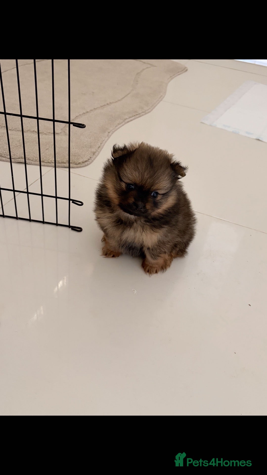 Pomeranian dogs One tiny precious Baby boy  🩵 - Advert 11