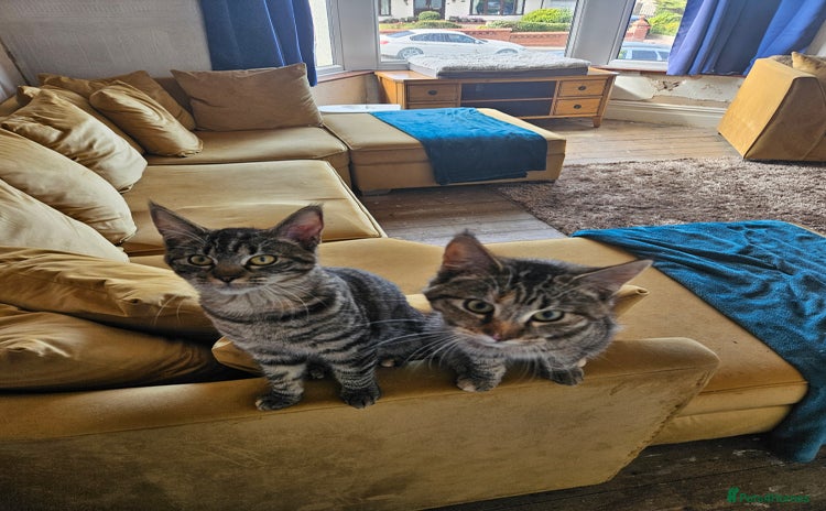 Mixed Breed cats - Advert 6
