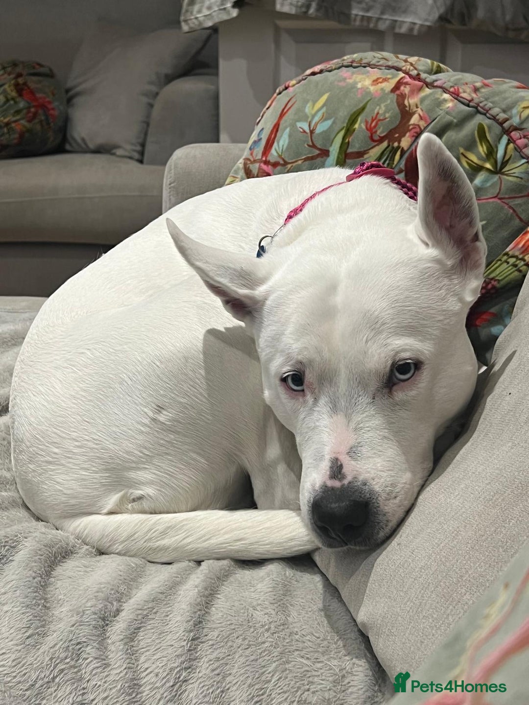 Mixed Breed dogs for sale: Beautiful Dog - Advert 1