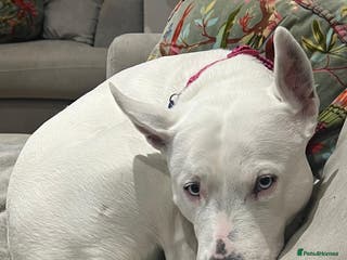 Mixed Breed dogs Beautiful Dog - Advert 4