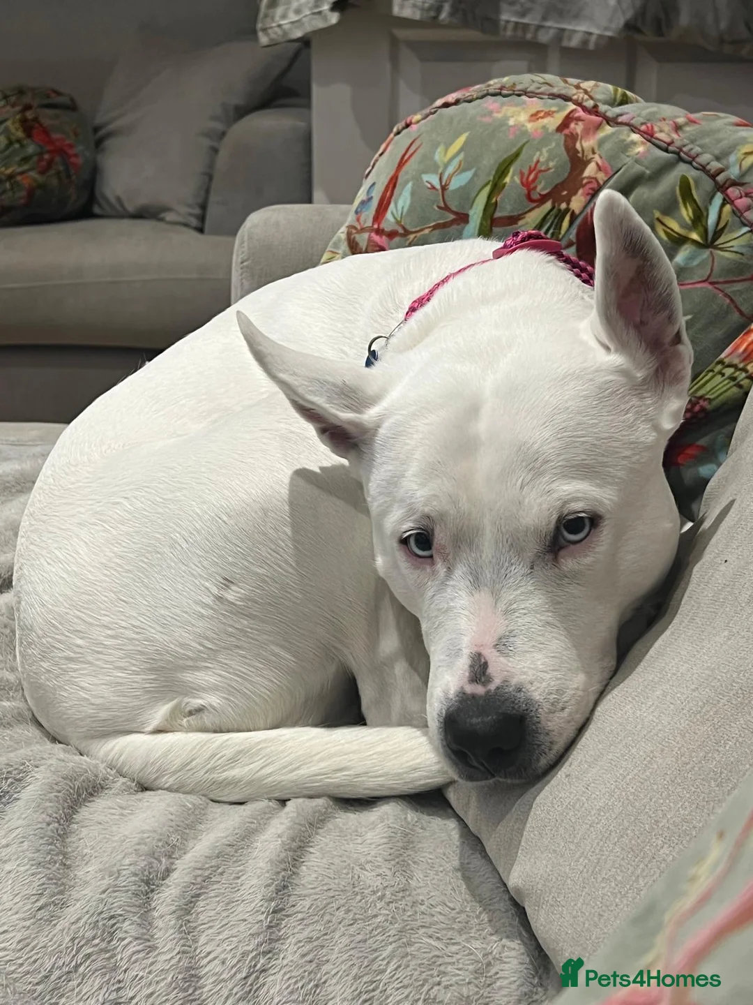 Mixed Breed dogs for sale: Beautiful Dog - Advert 1